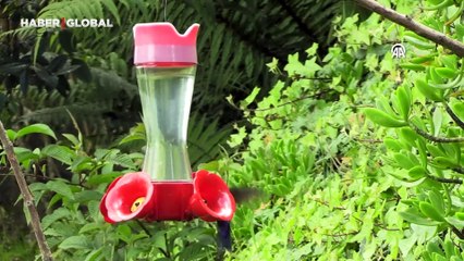 Kolombiya'da küresel kuş gözlem etkinliği