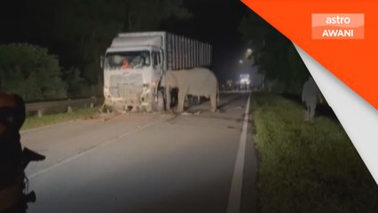 Seekor anak gajah mati dilanggar kenderaan di JRTB