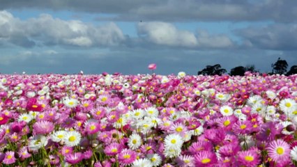 Farming couple in WA successfully build native wildflower business