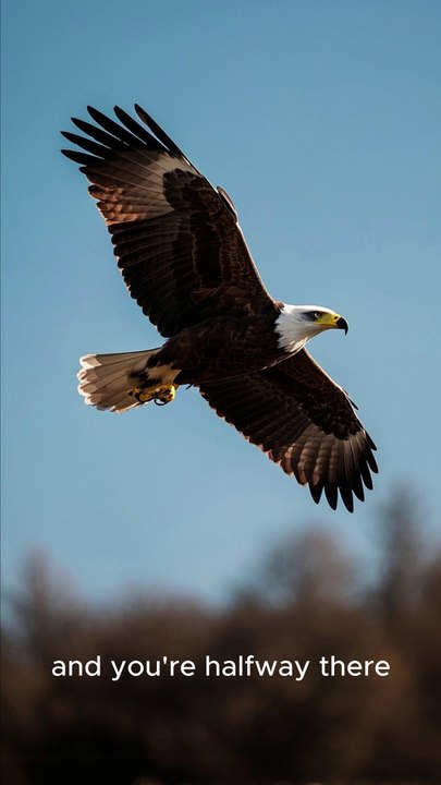 An Eagle