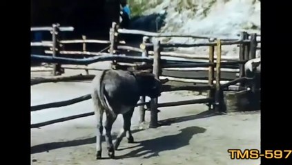 Miniature Horse Corral--Disneyland History--TMS-597