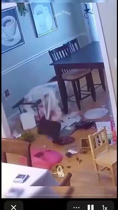 funny pets51102