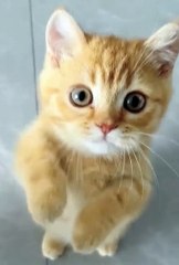 cute cat 😼#cat #funnypets #cute