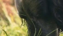 “Man’s Best Friend: The Story of Dogs”