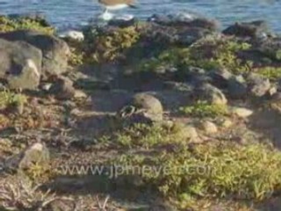 Galapagos Islands travel: Kathy's slideshow of South Plaza