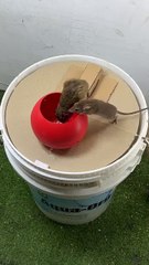 How to interested videos the funny videos the mouse and capture videos