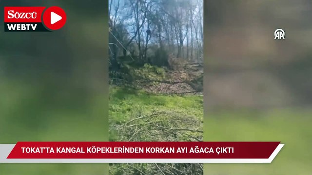 Tokat'ta Kangal köpeklerinden korkan ayı ağaca çıktı