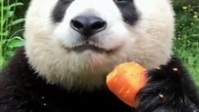 The daily life of pandas 🐼(87)   #Panda #Lovely