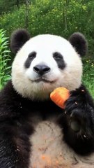 The daily life of pandas 🐼(87)   #Panda #Lovely