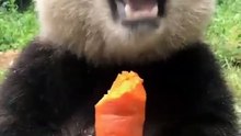 The daily life of pandas 🐼(88)   #Panda #Lovely