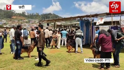 ऊटी डॉग शो का आयोजन, देशी-विदेश समेत 450 से ज्यादा कुत्तों ने लिया हिस्सा