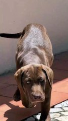 Vídeo Bosco - Rui Maria Pêgo