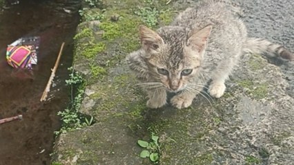 Dramatic cat acts injured but recovers quickly like she was just playing a prank
