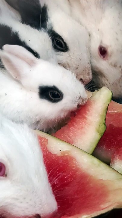 My pets rabbits eating watermelon