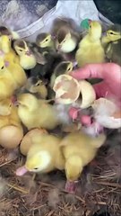 Duck Hatching Ducklings at home 🏠