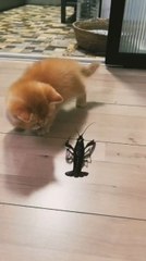 Kittens play with Shrimp