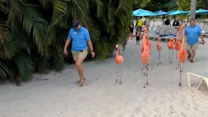Wild Flamingo March Turns Hilarious When One Bird Fixates on Man 🦩