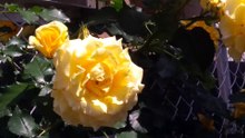 黄色いバラ