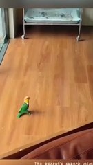 "Top 10 Hilarious Pet Fails That Will Make You ROFL! 😂🐾"