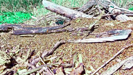 Spring in the Forest- Rustling Leaves, Ants & Birdsong 4K-001