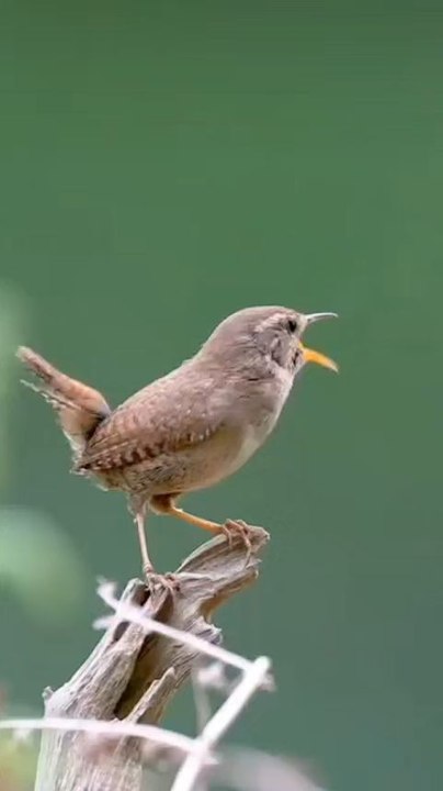 birds sound