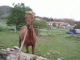 Kahlia saut tronc