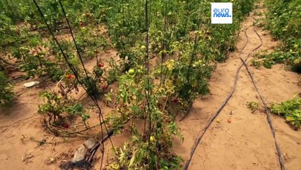 دمار غير مسبوق لقطاع الزراعة في غزة: 60% من الأراضي لم يعد صالحا بسبب الحرب