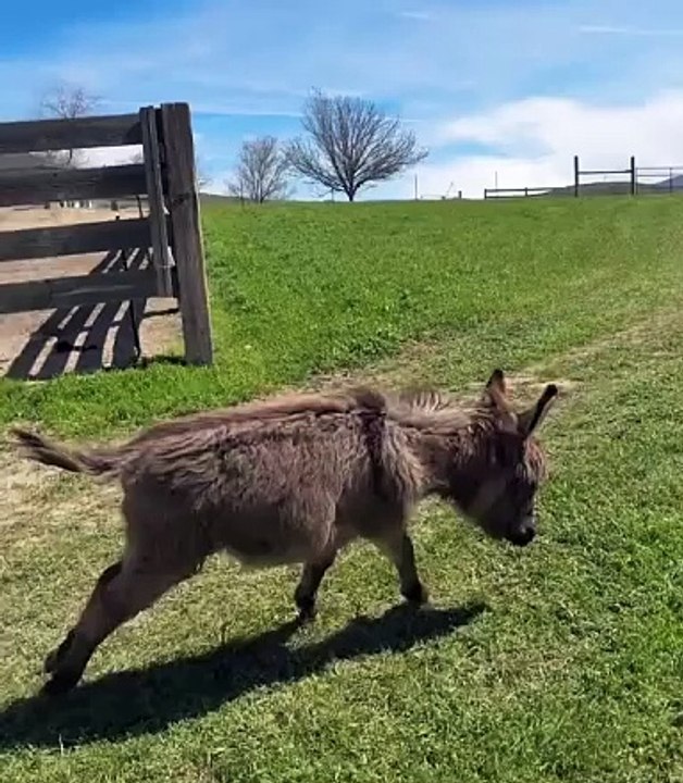 spirited little one