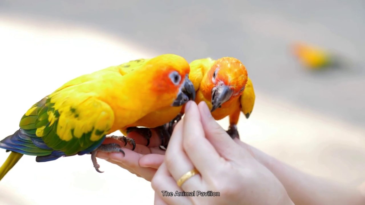 Explore Farm Animals: Dog, Cat, Sheep, Duck, Chicken, Pig, Goat, Buffalo, Tiger – Farm Animal Sounds