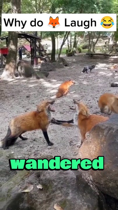 Why do Foxes laugh 😂