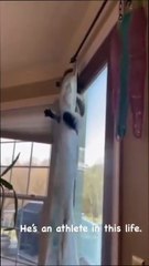 "Mind-Blowing Cat Moments: When Felines Think They're Humans"