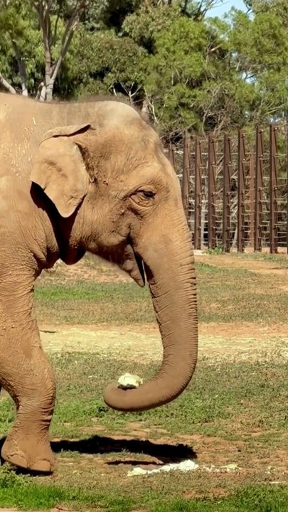 Giants of the Earth: The Majestic Life of Elephants