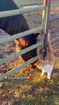 Cat new viral funny video 😂🤣cat lovers #animals funny video 😂#shorts #shortvideos #funnyvideos #viralvideos #viralshorts #cat new viral funny video 😂 cat lover #viralvideo #shortvideo #viralshort #funnyvideo #shorts #cat # #cat #animals