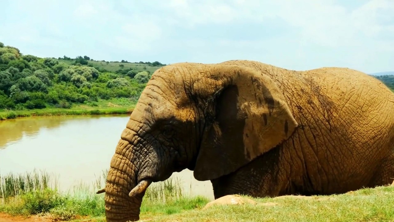 More Than Just Size: The Intelligence and Heart of Elephants