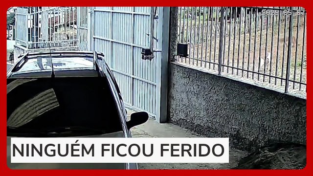 Morador toma susto ao ver onça-parda no meio da rua em Santa Catarina