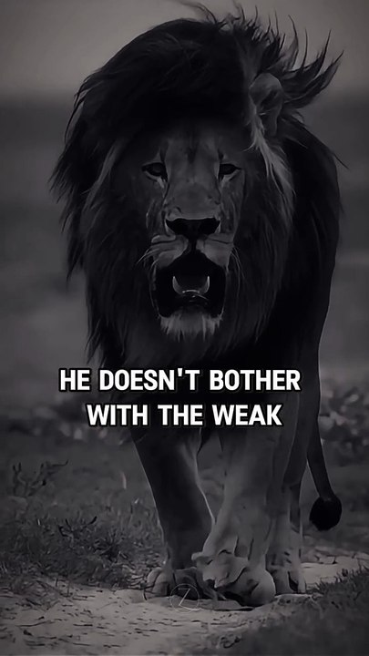 Lion 🦁🦁