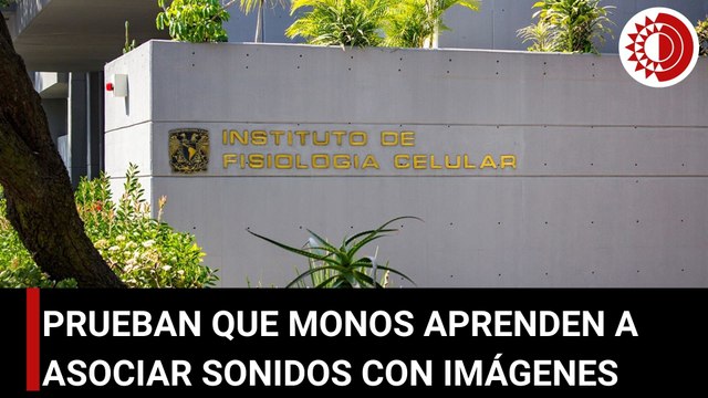Científicos en México prueban que monos pueden aprender a asociar sonidos con imágenes