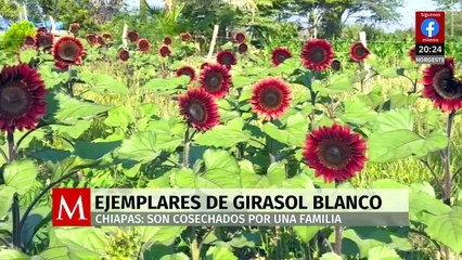 ¿Por qué los girasoles blancos florecen en Chiapas? La historia de la familia Espinosa Gutiérrez