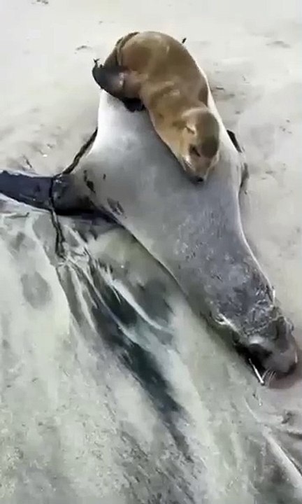 “Adiós mamá”: El emotivo video de una foca bebé despidiéndose de su madre fallecida en orillas del mar 