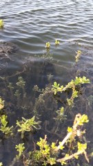 mais um vídeo aqui pessoal