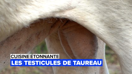 Les testicules de taureau ont un goût incroyable