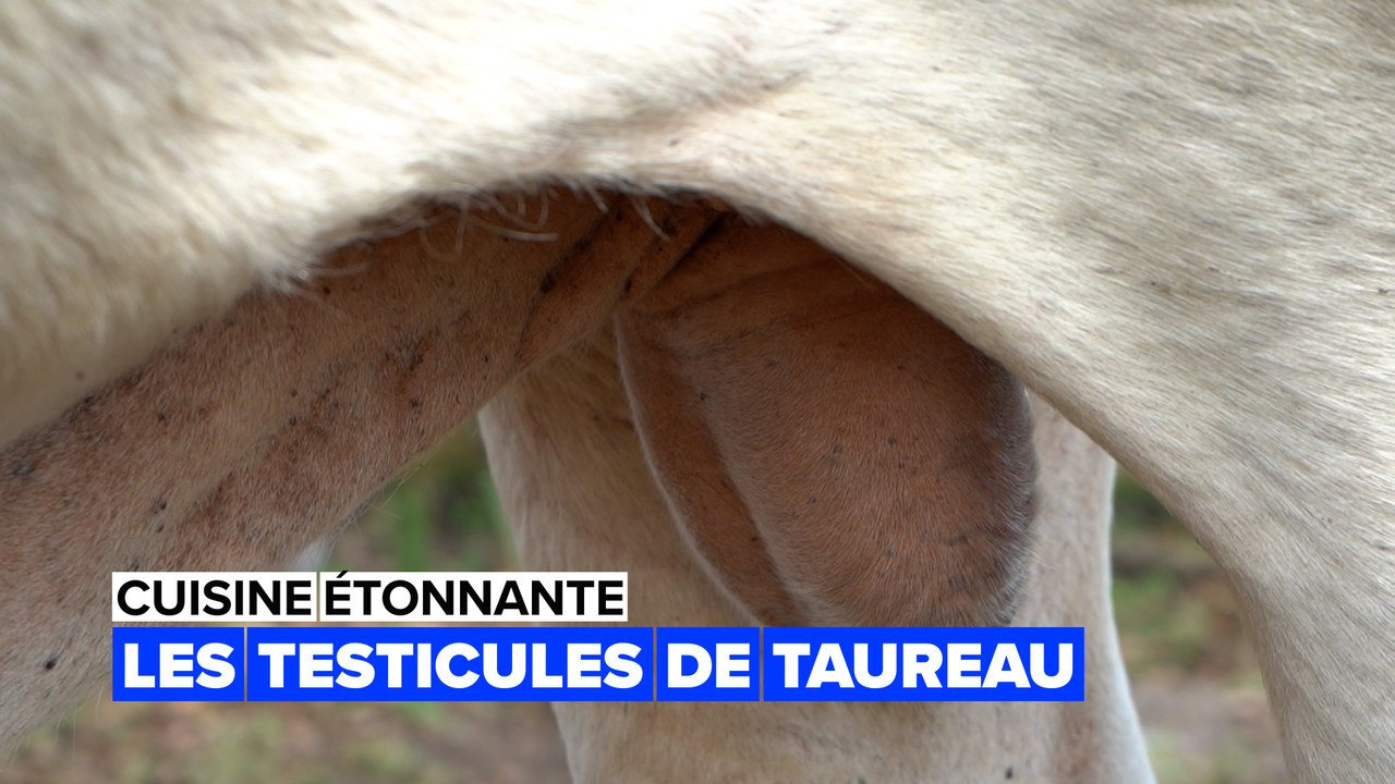 Les testicules de taureau ont un goût incroyable