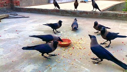 Crow bird unity anger and sound for food | Different kauwa ki awaz - crow Feed salty together P-16