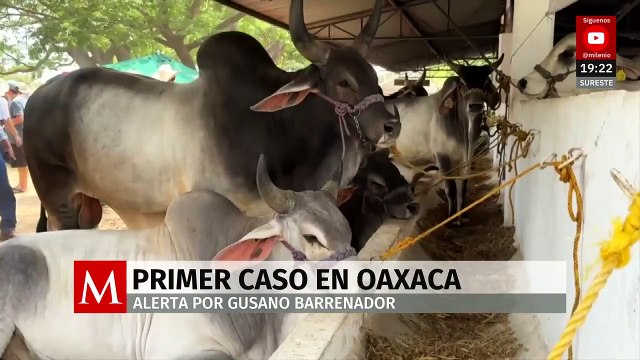 Ganaderos de la costa de Oaxaca están en alerta por gusano barrenador