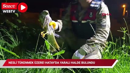Nesli tükenmek üzere! Hatay'da yaralı halde bulundu