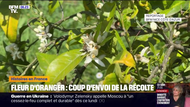 La récolte de la fleur d'oranger a débuté à Antibes et des jeunes d'un lycée agricole se sont pliés à l'exercice