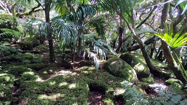 Study of palms on Lord Howe Island unravelling clues about evolution