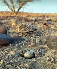 Heart recite Telawat e Quran verses