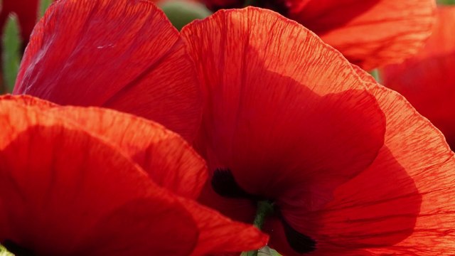 Vidéo - Canopée Produktion 2015-2015