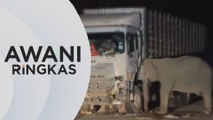 AWANI Ringkas: Tiga kes kemalangan libat anak gajah tahun ini